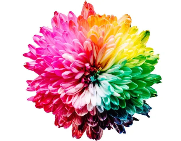 A vibrant, multicolored flower with petals in red, pink, orange, yellow, green, and blue against a white background.